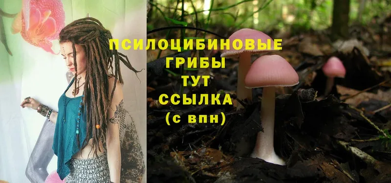 Псилоцибиновые грибы Magic Shrooms  сайты даркнета наркотические препараты  Старая Купавна 